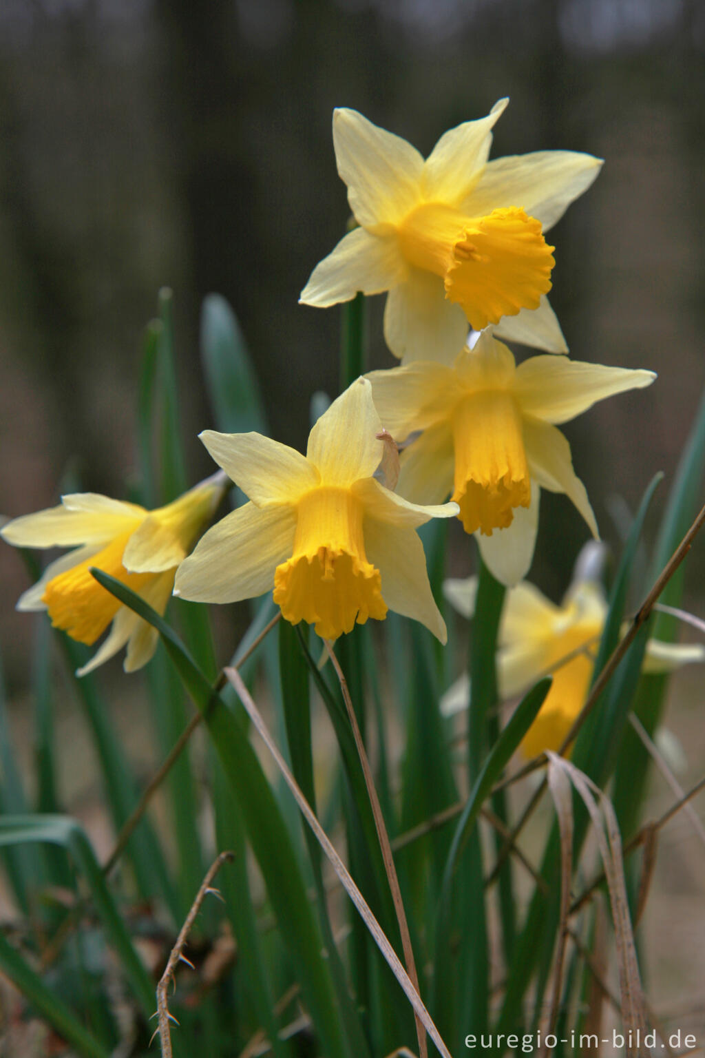 Detailansicht von Wilde Narzissen ( Narcissus pseudonarcissus )