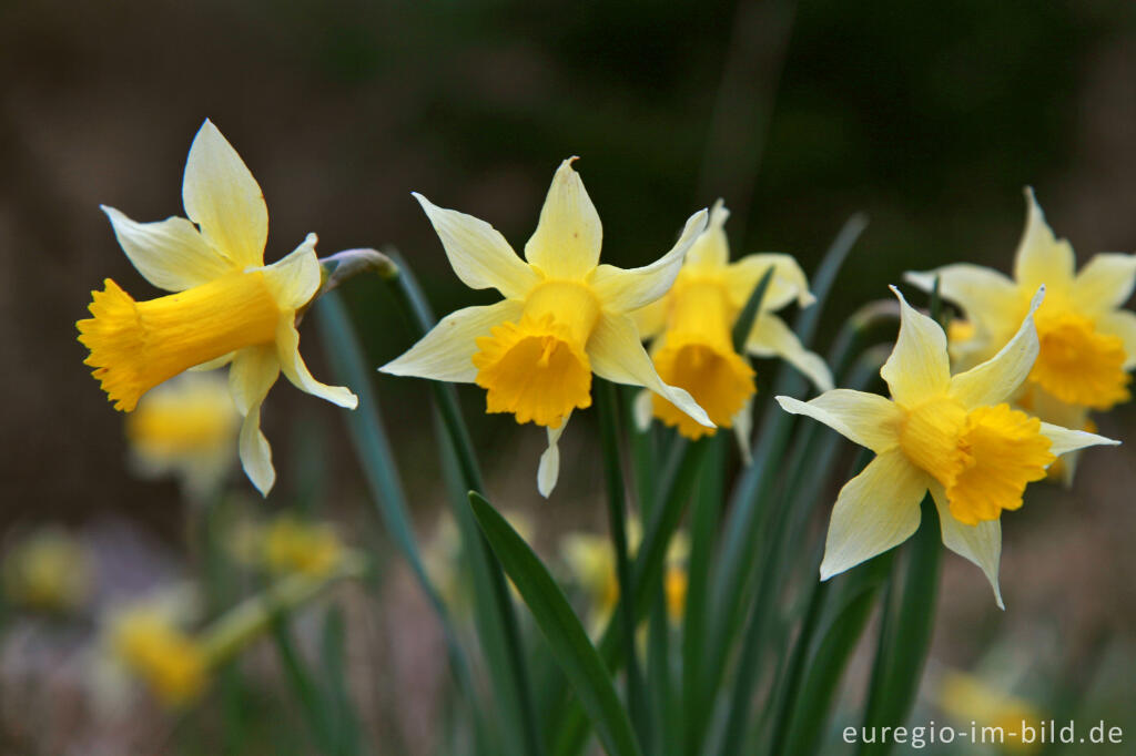 Wilde Narzissen ( Narcissus pseudonarcissus )