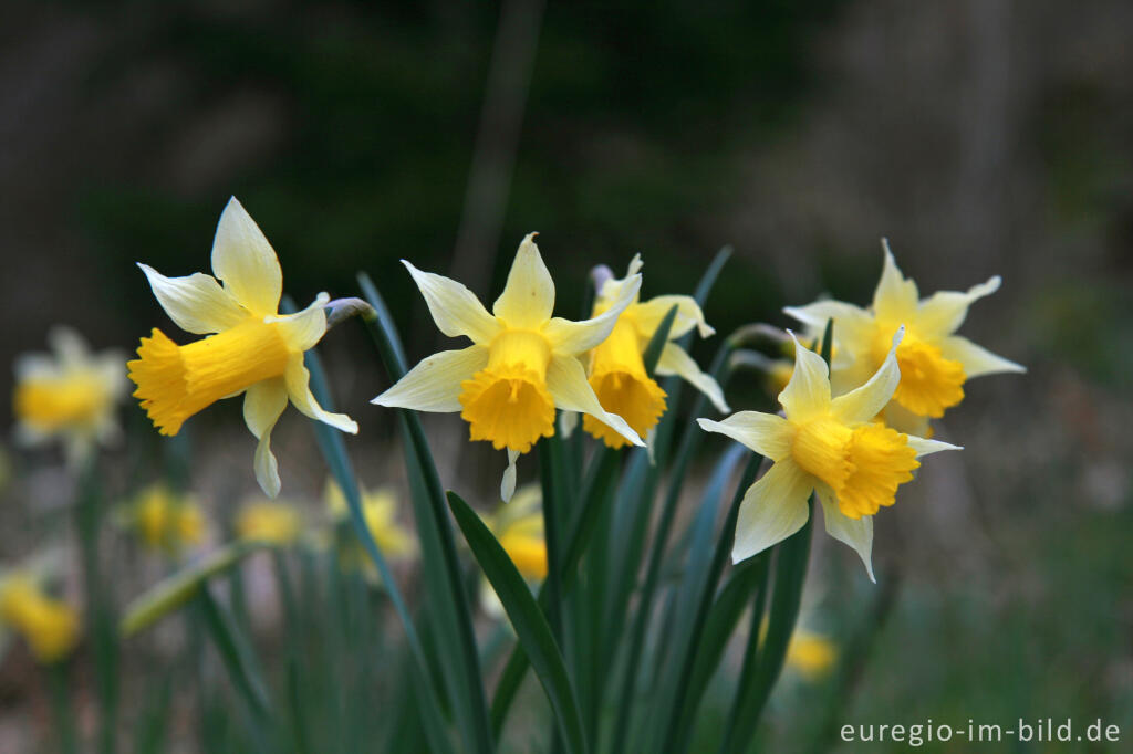 Detailansicht von Wilde Narzissen ( Narcissus pseudonarcissus )