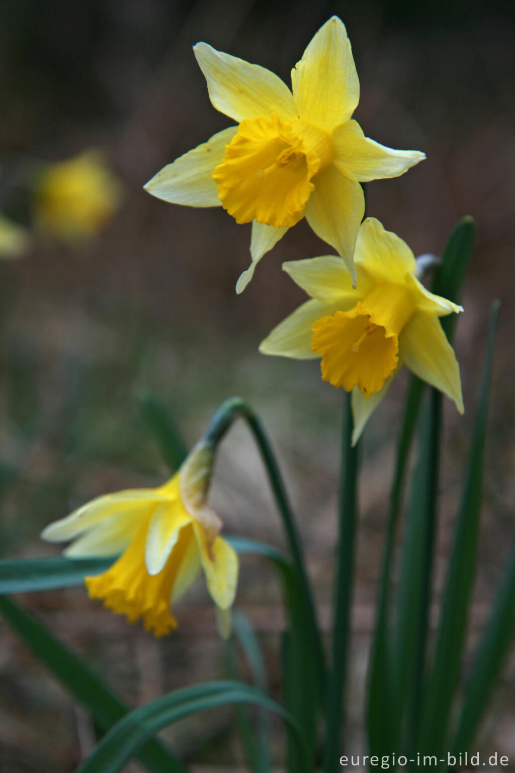 Detailansicht von Wilde Narzissen ( Narcissus pseudonarcissus )