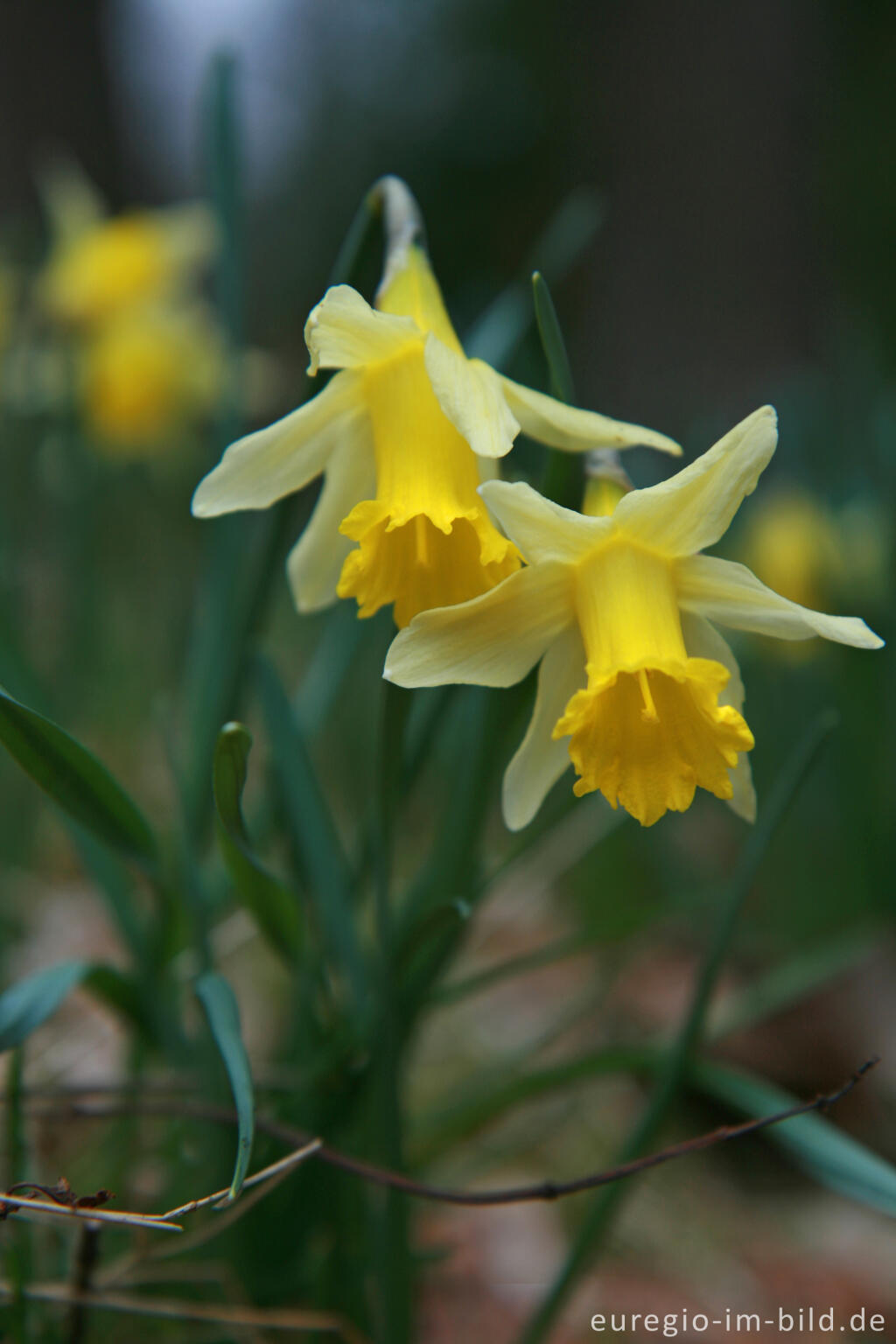 Detailansicht von Wilde Narzissen ( Narcissus pseudonarcissus )