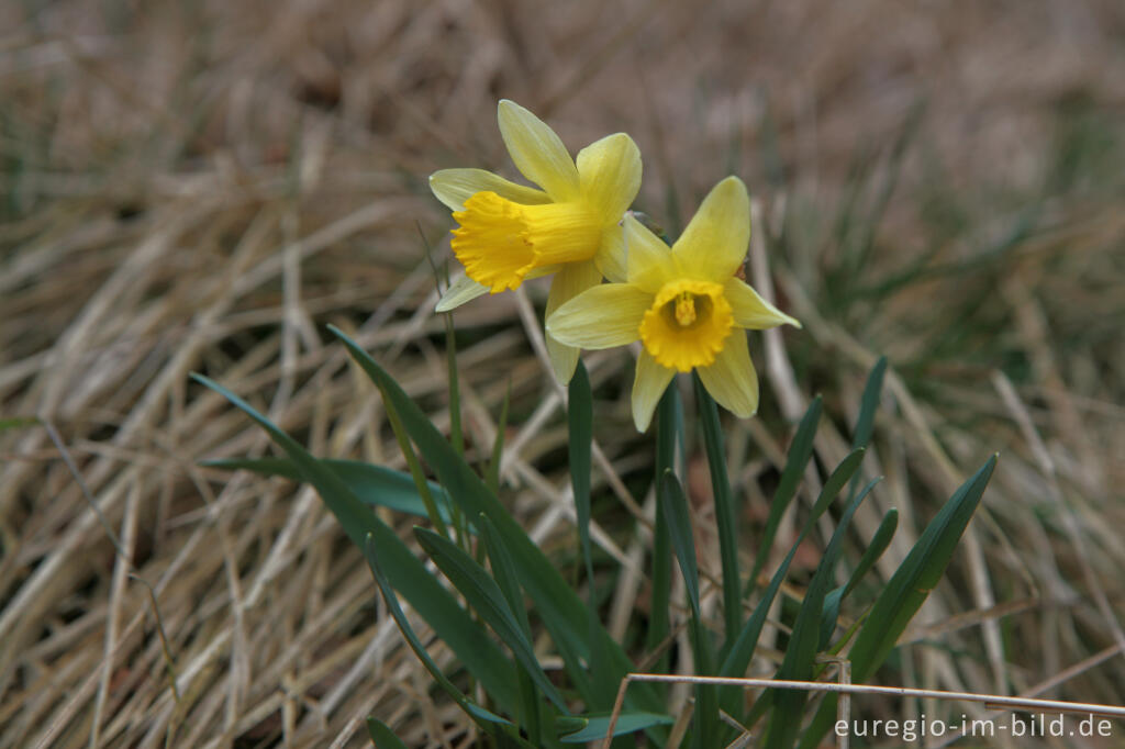 Wilde Narzissen ( Narcissus pseudonarcissus )