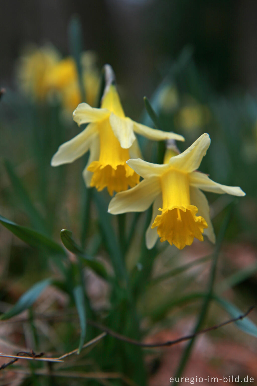 Detailansicht von Wilde Narzissen ( Narcissus pseudonarcissus )