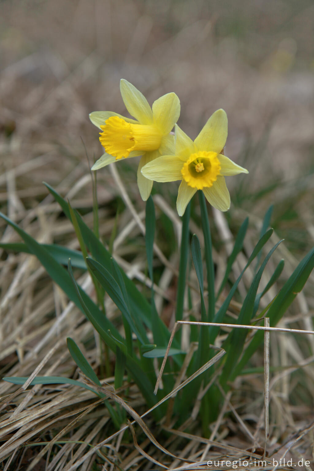 Wilde Narzissen ( Narcissus pseudonarcissus )