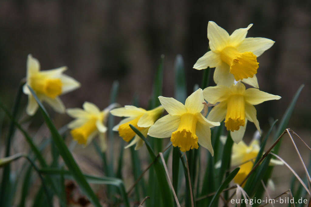 Detailansicht von Wilde Narzissen ( Narcissus pseudonarcissus )