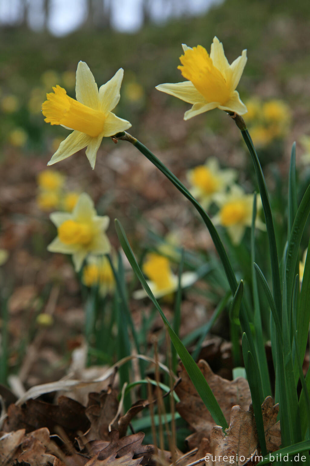 Detailansicht von Wilde Narzissen ( Narcissus pseudonarcissus )