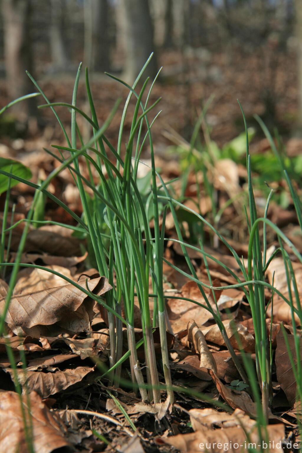 Detailansicht von Wilder  Schnittlauch, Allium schoenoprasum, am Wegrand des Eifelsteigs