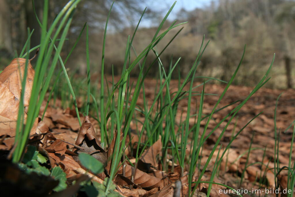 Detailansicht von Wilder  Schnittlauch, Allium schoenoprasum, am Wegrand des Eifelsteigs