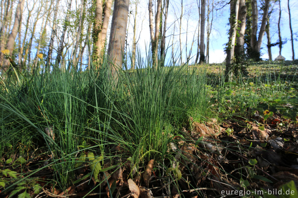 Wilder Schnittlauch, Allium schoenoprasum