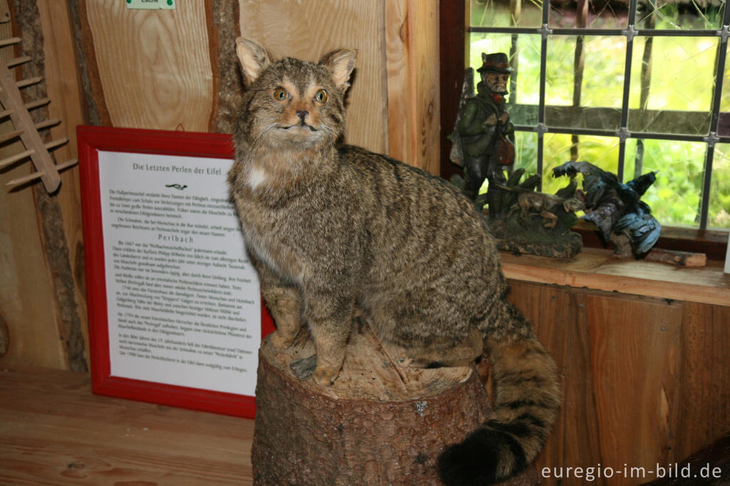 Wildkatze im Waldmuseum, Rohrener Wald