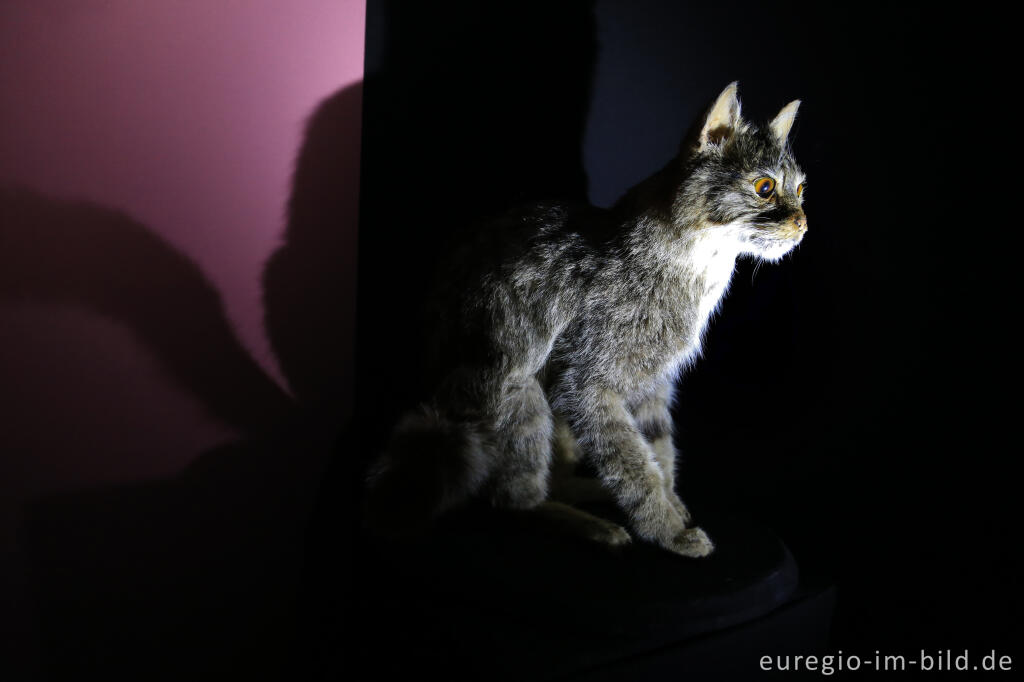 Detailansicht von Wildkatze in der Ausstellung "Waldgeheimnisse" im Nationalparktor Heimbach