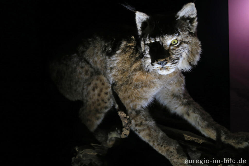 Detailansicht von Wildkatze in der Ausstellung "Waldgeheimnisse" im Nationalparktor Heimbach