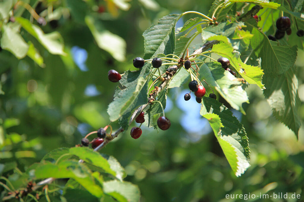 Wildkirsche oder Vogelkirsche, Prunus avium