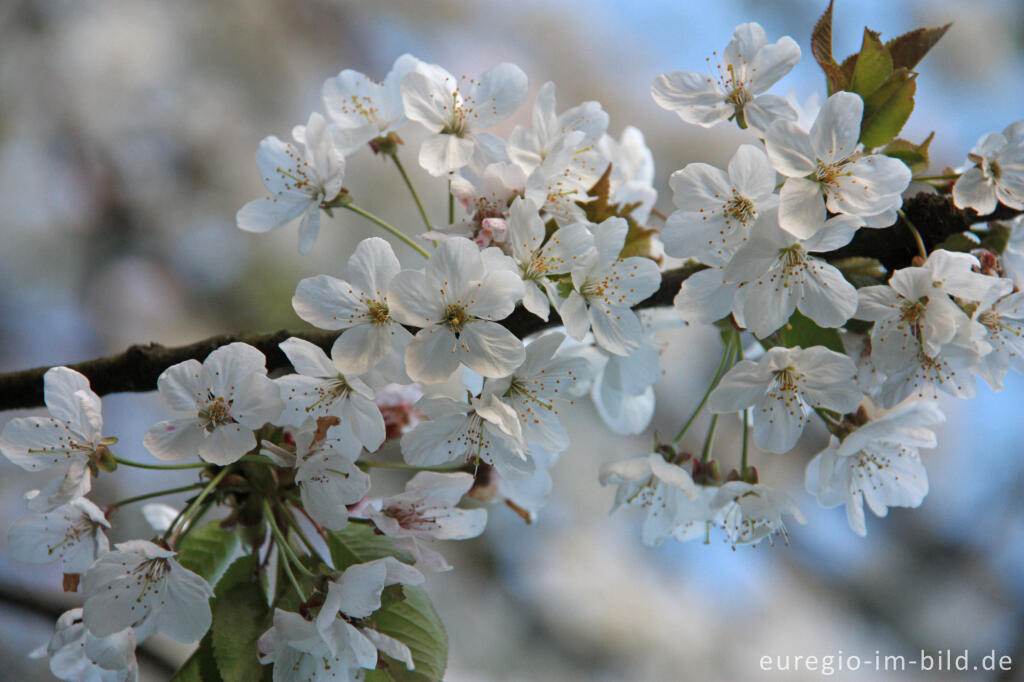 Detailansicht von Wildkirsche oder Vogelkirsche, Prunus avivum