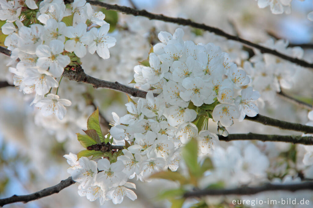 Detailansicht von Wildkirsche oder Vogelkirsche, Prunus avivum