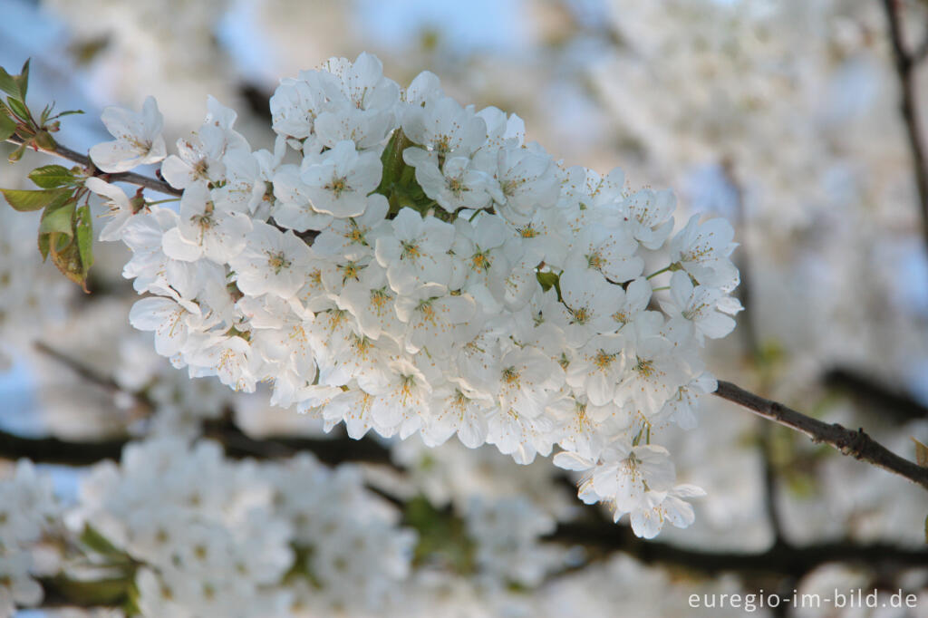 Detailansicht von Wildkirsche oder Vogelkirsche, Prunus avivum