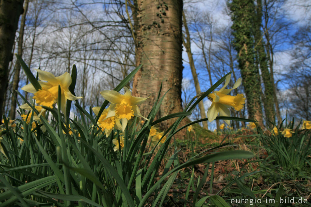 Detailansicht von Wildnarzissen bei Hergenrath