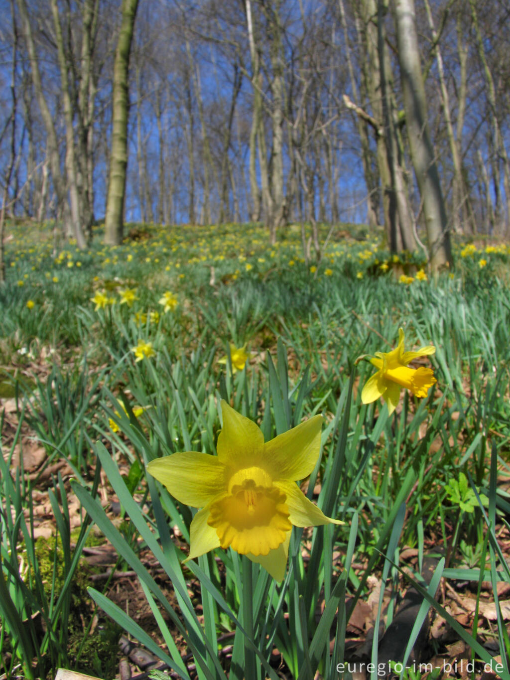 Detailansicht von Wildnarzissen bei Kelmis (B)