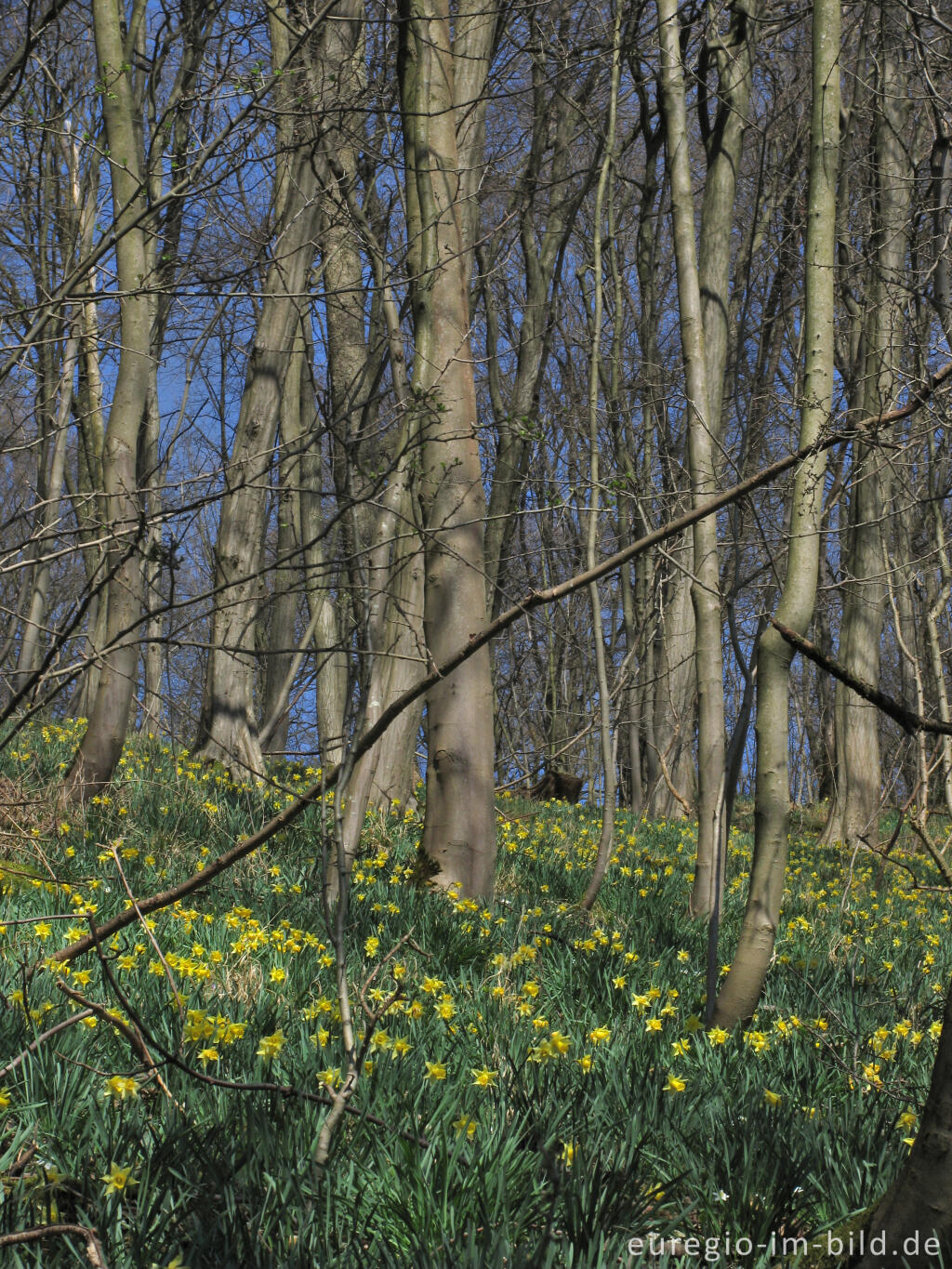 Detailansicht von Wildnarzissen im Hohnbachtal bei Hergenrath