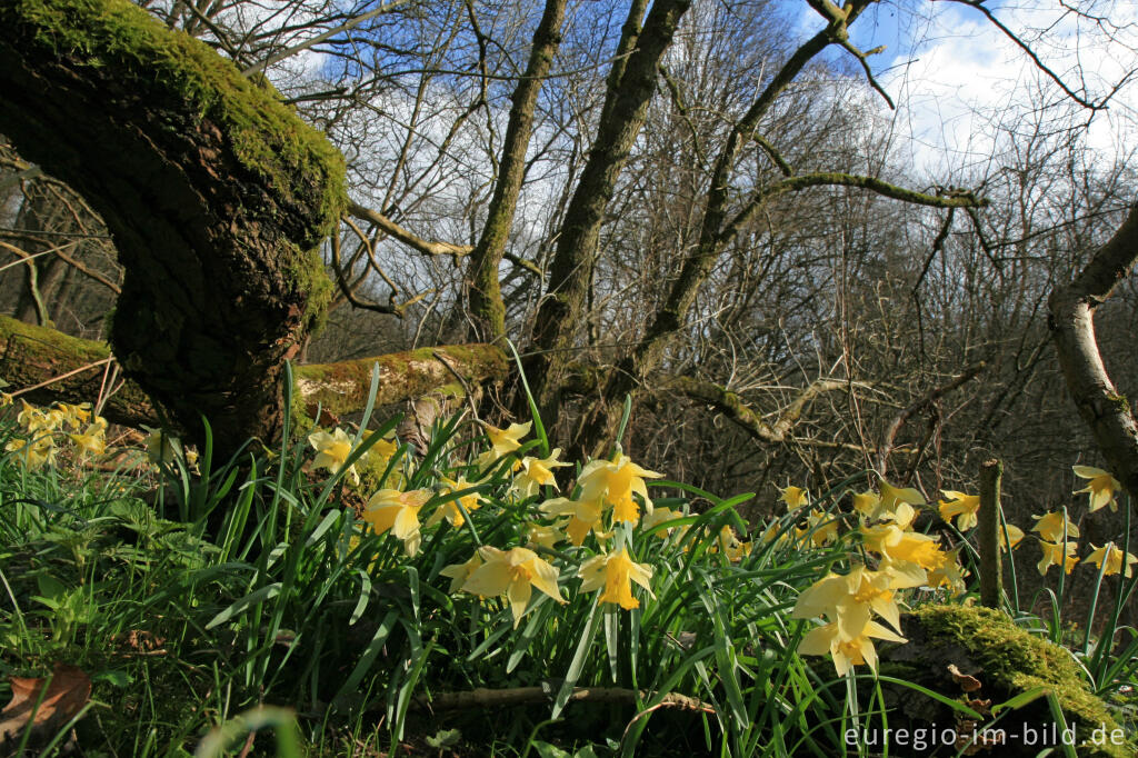 Detailansicht von Wildnarzissen im Hohnbachtal bei Kelmis