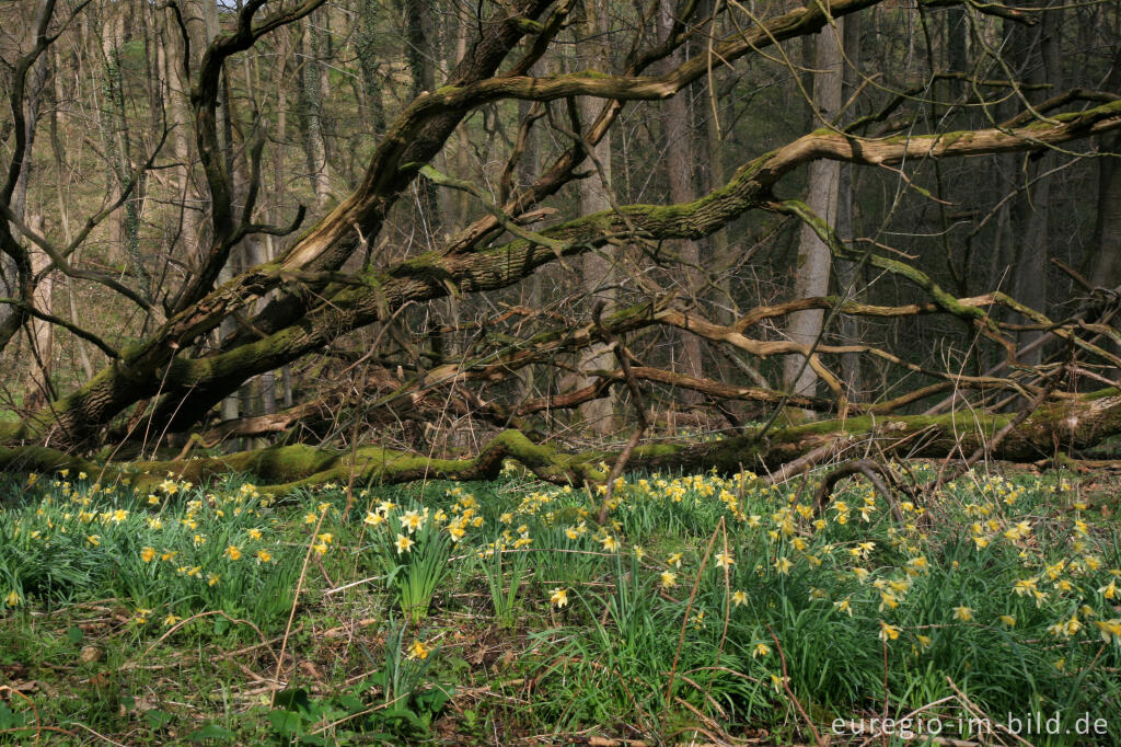 Detailansicht von Wildnarzissen im Hohnbachtal bei Kelmis