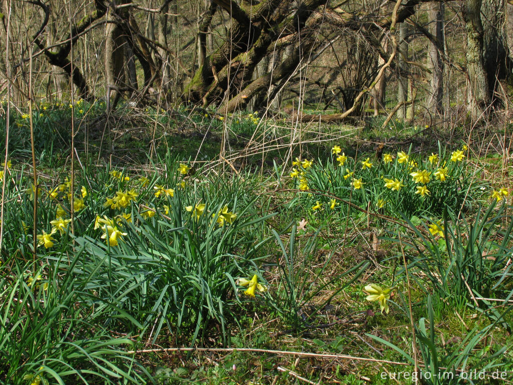 Detailansicht von Wildnarzissen im Hohnbachtal bei Kelmis (B)