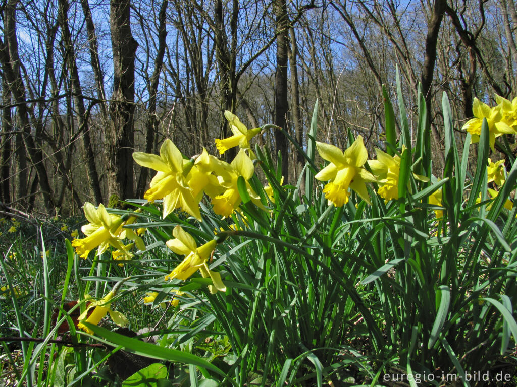 Detailansicht von Wildnarzissen im Hohnbachtal bei Kelmis (B)