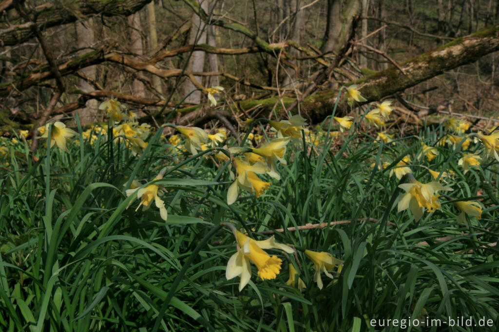 Detailansicht von Wildnarzissen im Hohnbachtal bei Kelmis