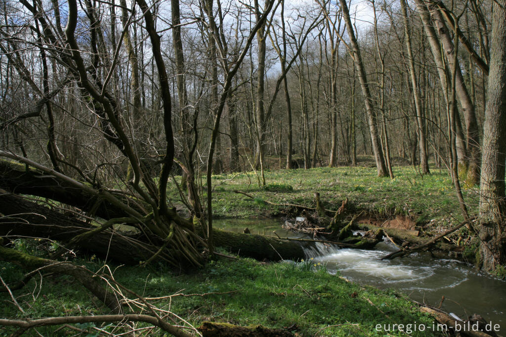 Detailansicht von Wildnarzissen mit Hohnbach