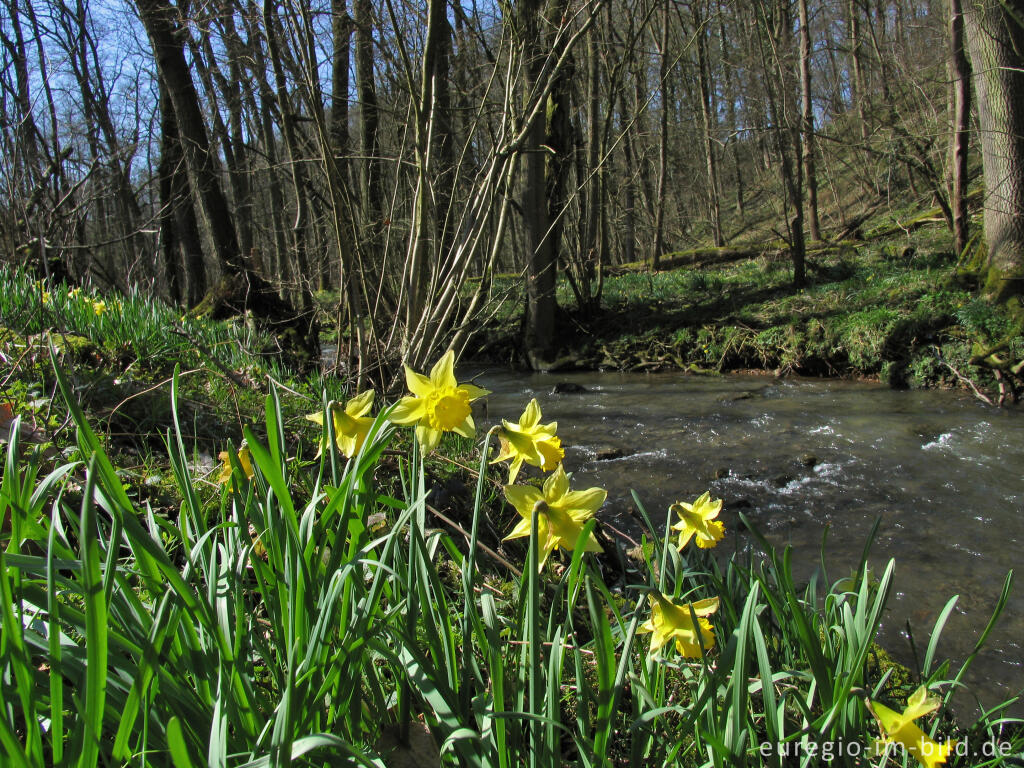 Detailansicht von Wildnarzissen mit Hohnbach, Kelmis (B)