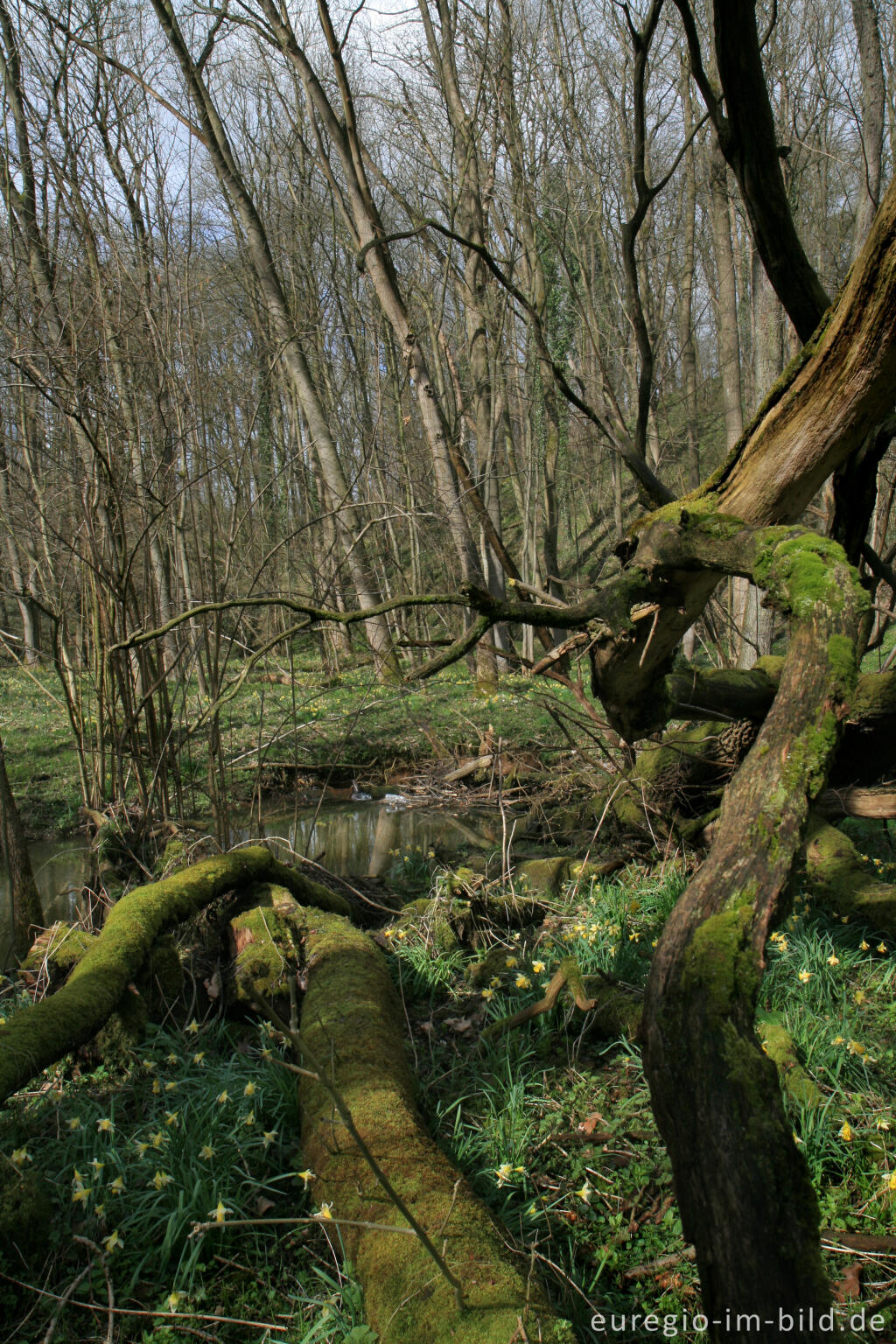 Detailansicht von Wildnarzissen mit Hohnbach, Kelmis (B)