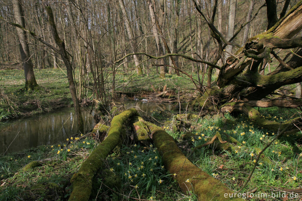 Detailansicht von Wildnarzissen mit Hohnbach, Kelmis (B)