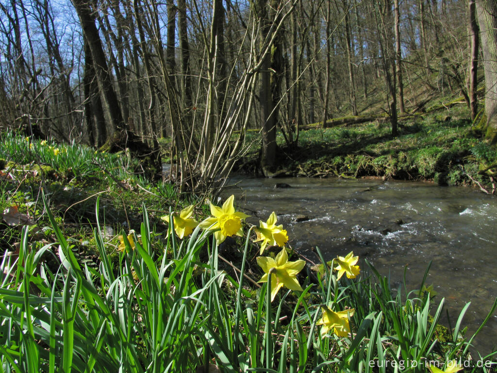 Wildnarzissen mit Hohnbach, Kelmis (B)