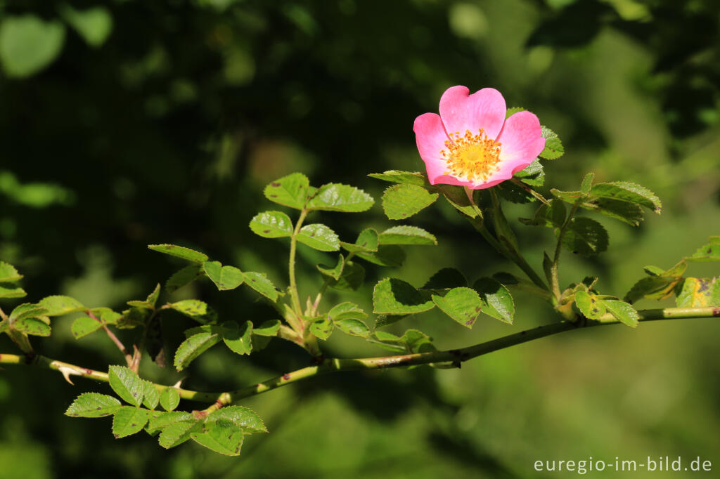 Detailansicht von Wildrose im Heilkräutergarten Herba Sana in Elsenborn bei Bütgenbach