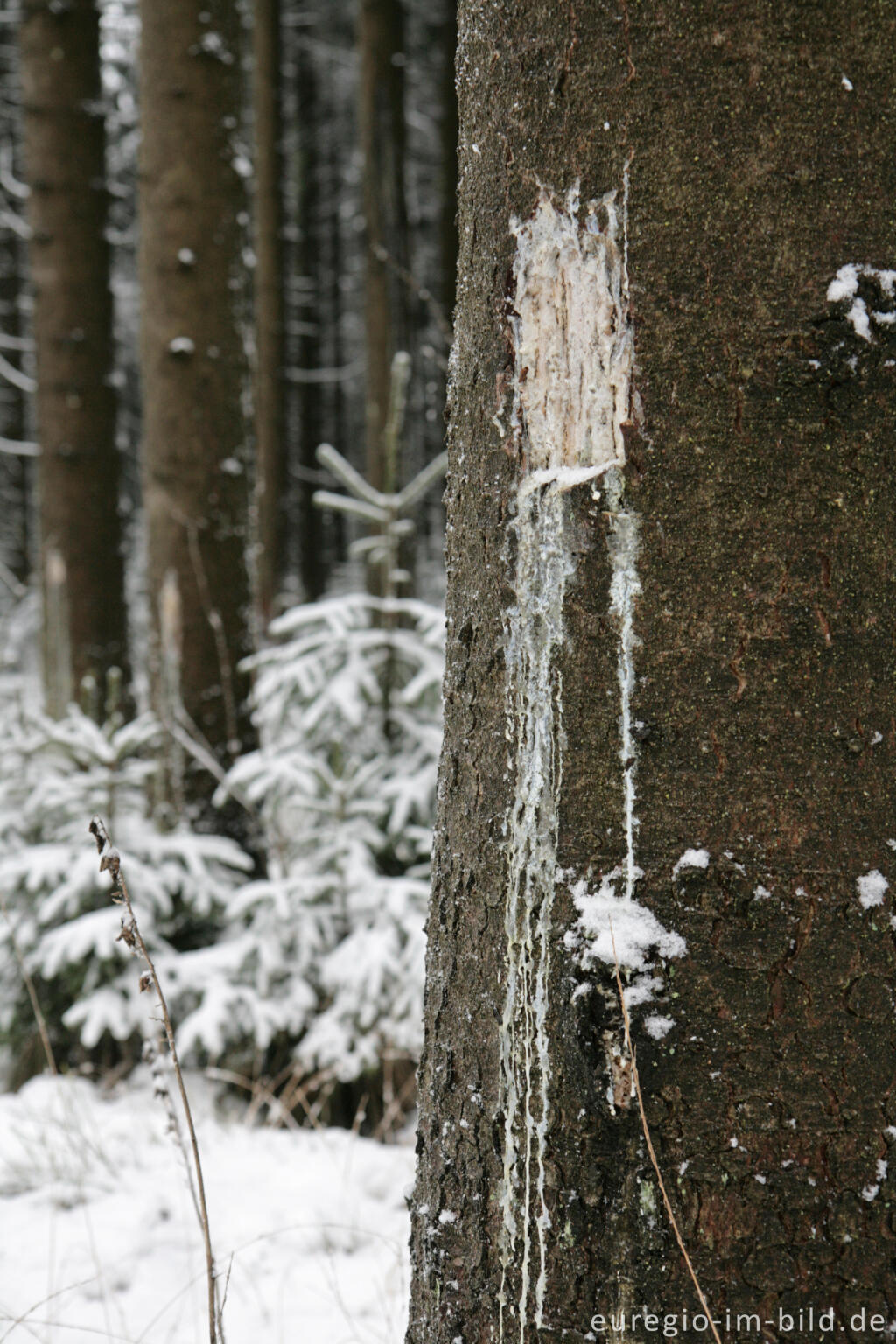 Detailansicht von Wildschaden