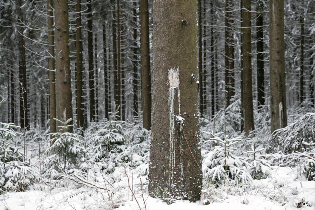 Detailansicht von Wildschaden