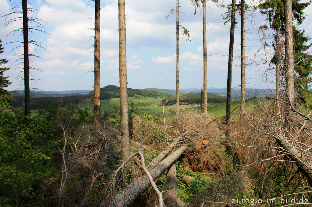 Detailansicht von Windbruch in einem Fichtenwald, Nerother Kopf, Vulkaneifel