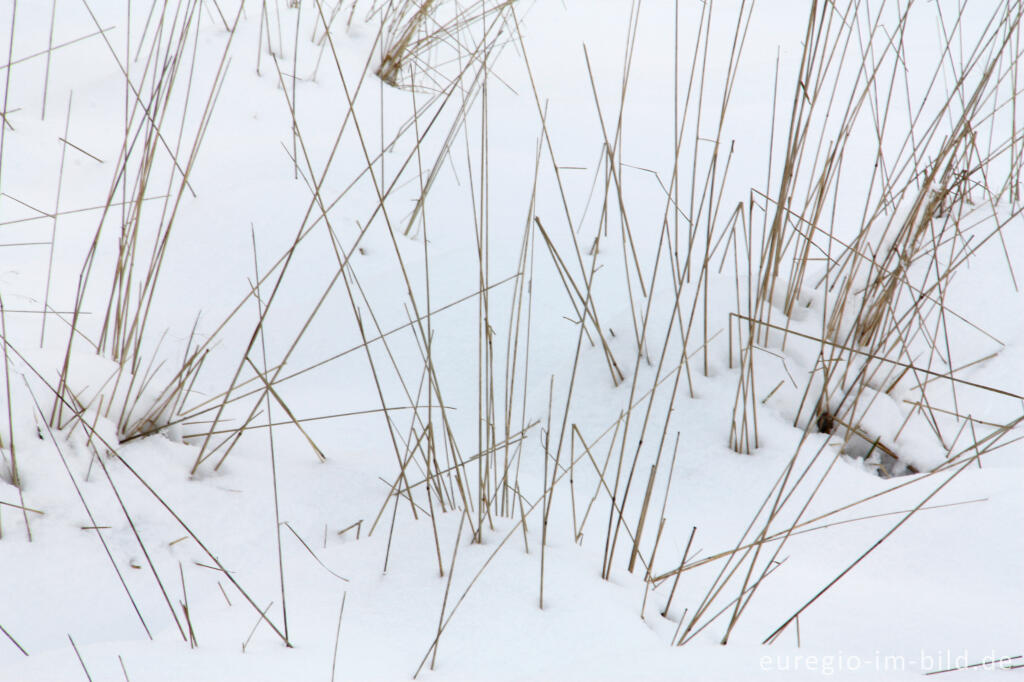 Detailansicht von Winter im Kranzbruch bei Simmerath in der Eifel