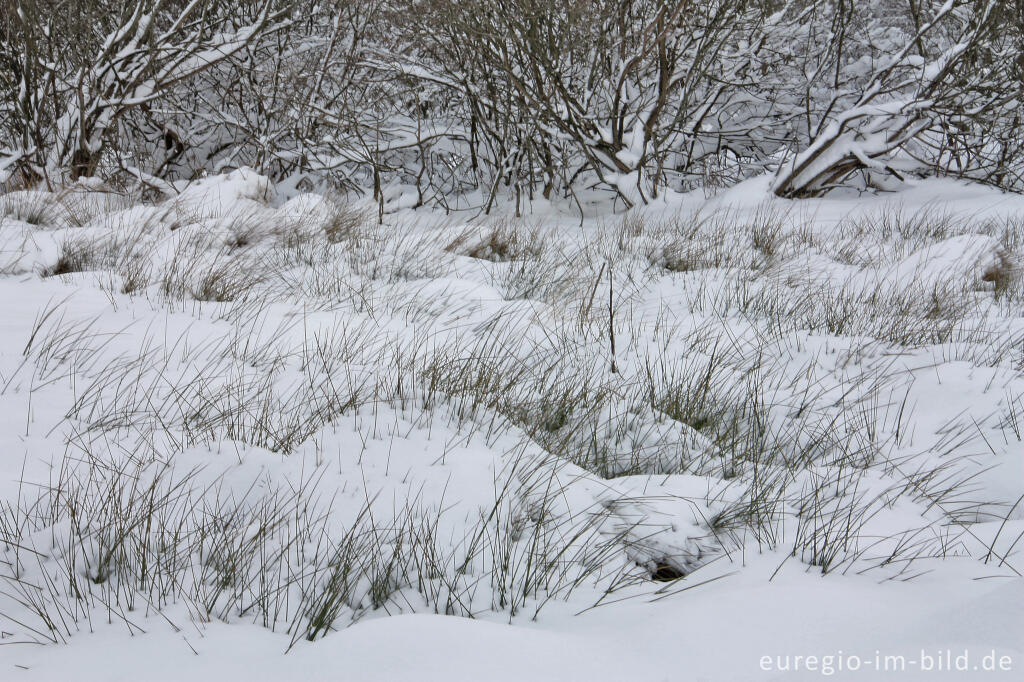 Detailansicht von Winter im Kranzbruch bei Simmerath in der Eifel