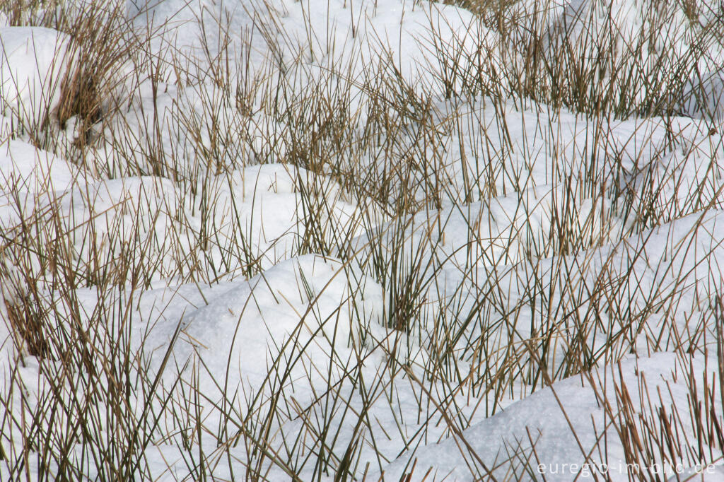 Detailansicht von Winter im Kranzbruch bei Simmerath in der Eifel