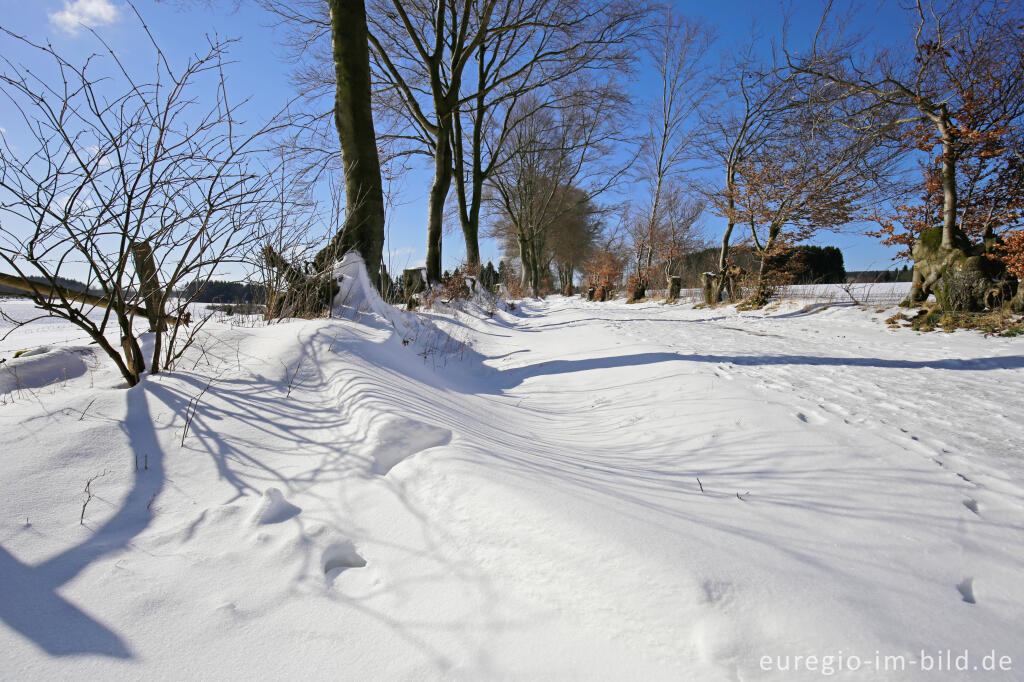 Detailansicht von Winter im Paustenbacher Venn, Eifel