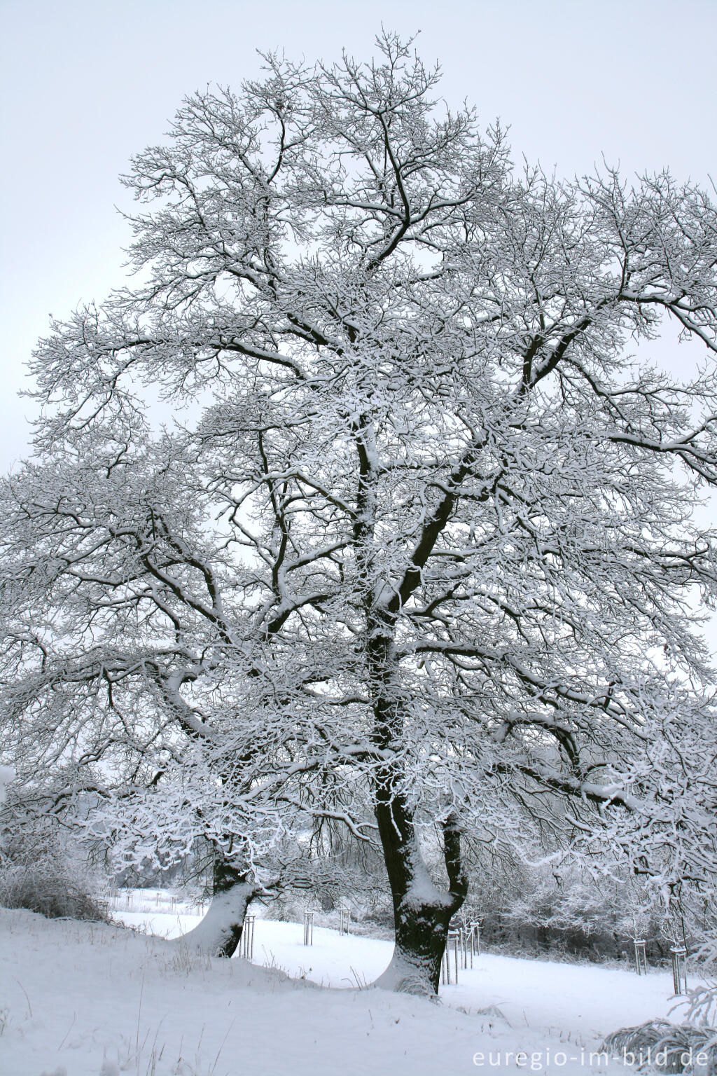 Detailansicht von Winter im Wurmtal