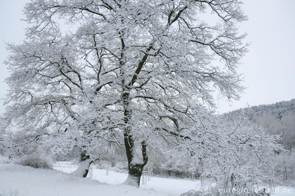 Detailansicht von Winter im Wurmtal