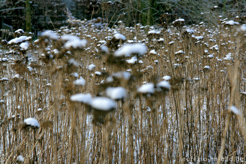 Detailansicht von Winterblumen, Berenbos, NL