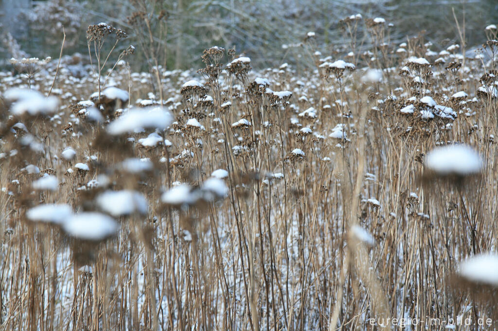 Detailansicht von "Winterblumen" im Berenbos, Kerkrade, NL