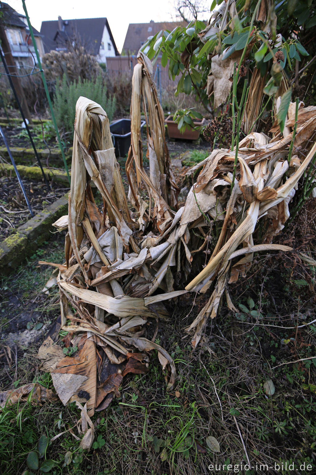 Detailansicht von Winterharte Bananenstaude, Musa basjo, im Februar