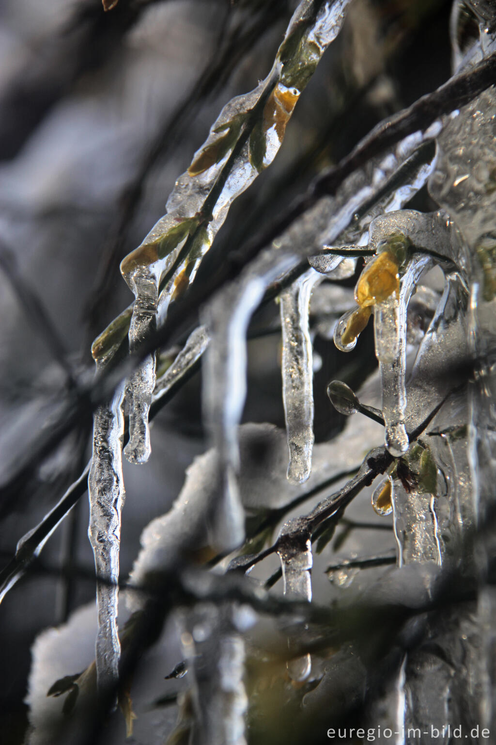 Detailansicht von Winterjasmin, Jasminum nudiflorum, mit Eiszapfen