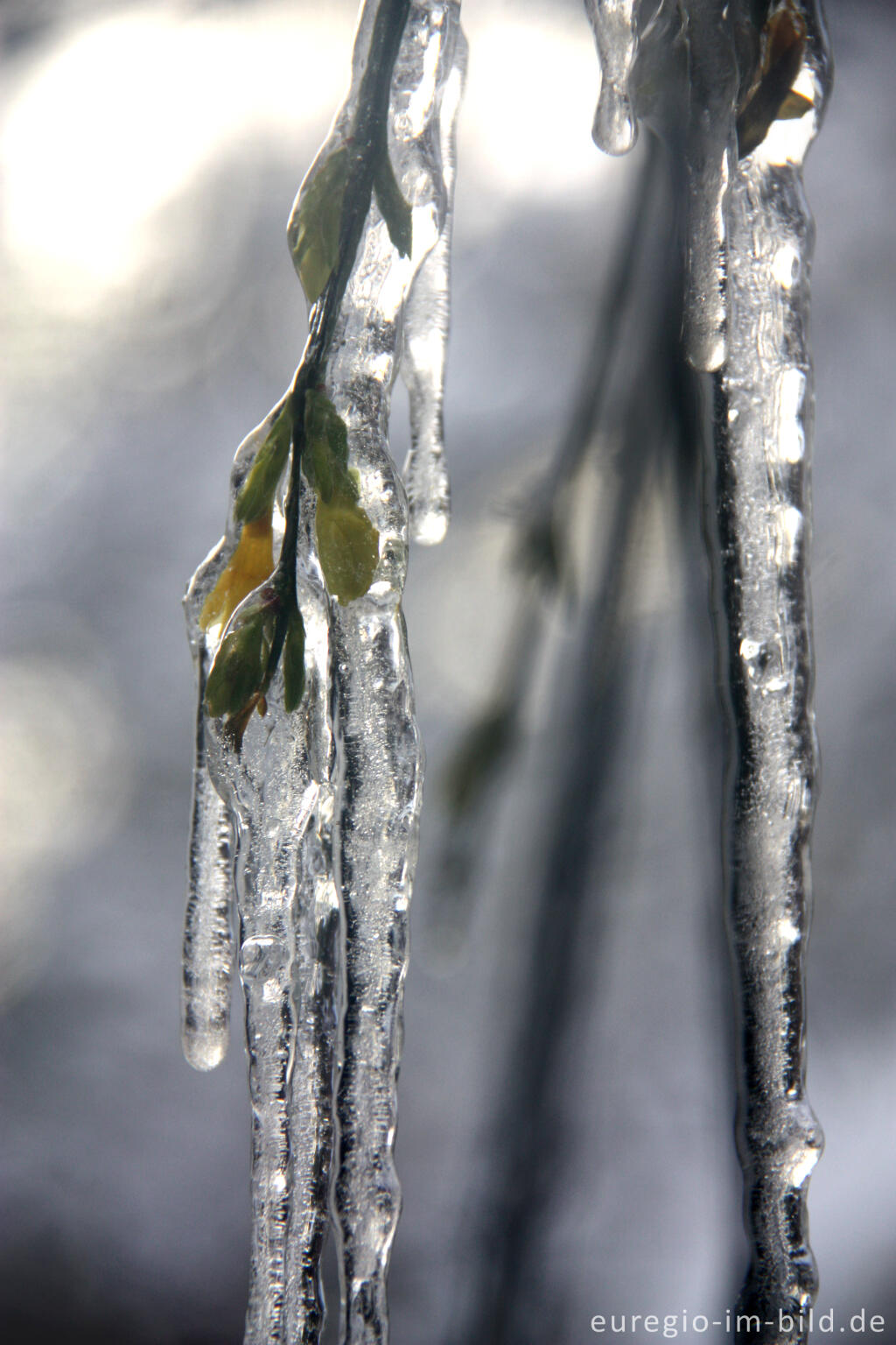 Detailansicht von Winterjasmin, Jasminum nudiflorum, mit Eiszapfen