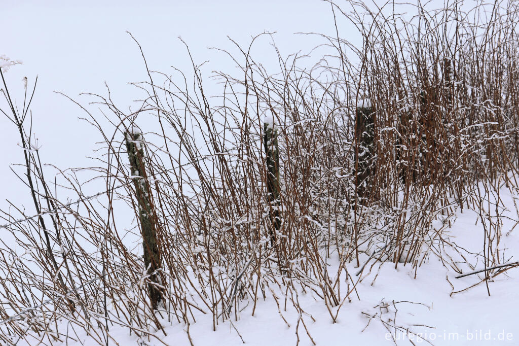 Detailansicht von Winterliche Himbeersträucher an einem Zaun