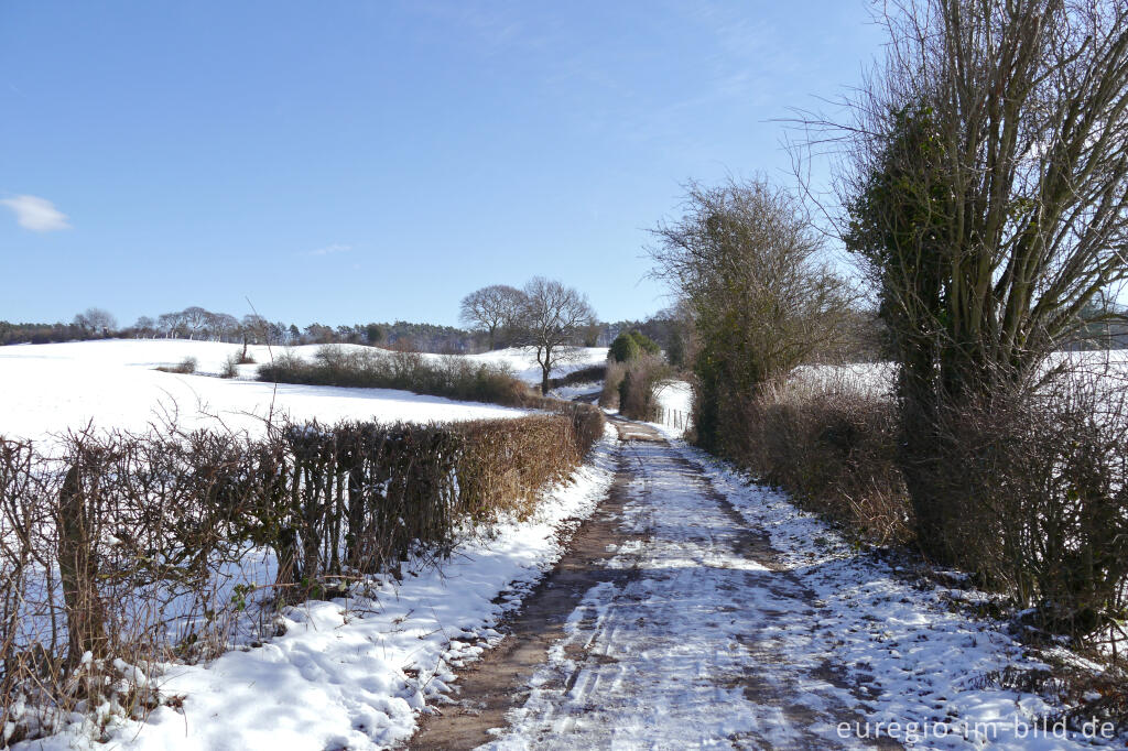 Detailansicht von Winterliche Landschaft südlich von Aachen-Hahn